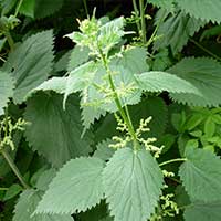 Stinging Nettle Extract